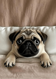 สนุกผ้าห่มนวมผ้าฝ้าย-ปั๊ก 1.0