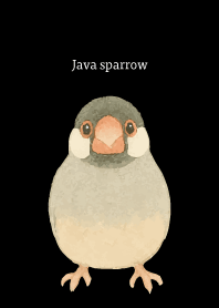 I am a Java sparrow on black
