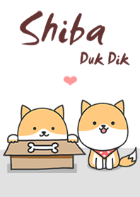 Shiba in white