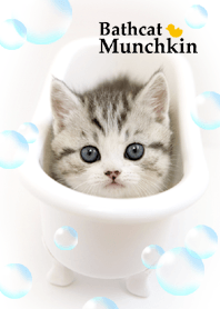 わんにゃんLOVE Bathcatマンチカン