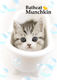 Cute dogcat Bathcat Munchkin