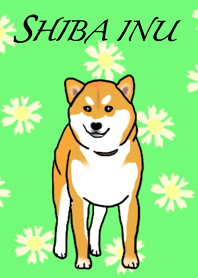 柴犬のリキくん