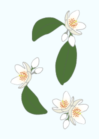 white flowerBU