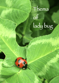 Ladybugs Life