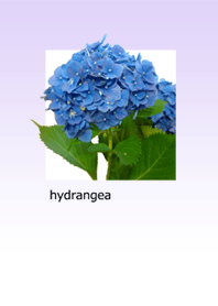 Fluffy hydrangea