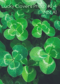 Lucky Clovers Photo #2-4 Not AI