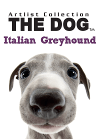 THE DOG Italian Grey Hound