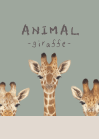 ANIMAL - Giraffe - GREEN GRAY