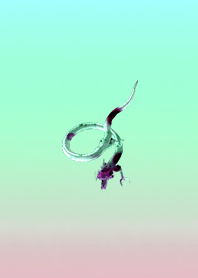 Dragon carrying luck Blue purple