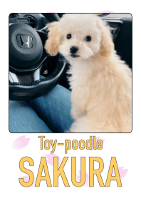 Toy-poodle SAKURA 2