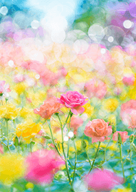 Beautiful rose flower(R5195)