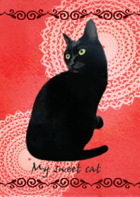 My sweet cat 4