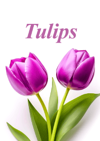 チューリップ vol.29