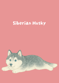 Round Siberian Husky on light pink