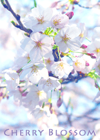 サクラの花