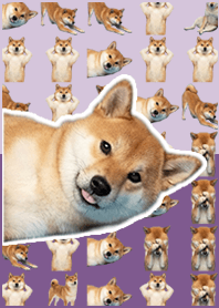 柴犬真人表演 深紫色