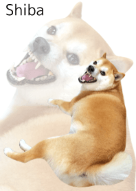 柴犬の日常9【イライラ】