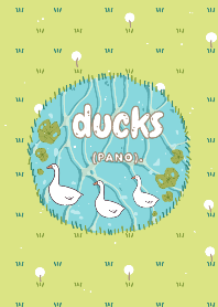 ducks (Pano).