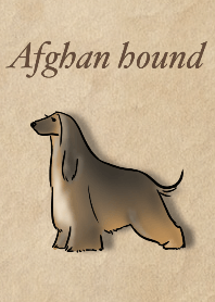 Afghan hound dog