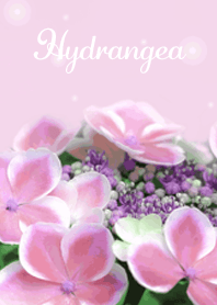 Cute hydrangea that heals
