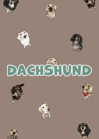 dachshund6 / brown