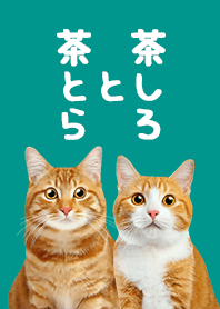 Chatora and Chashiro Cat - Emerald green