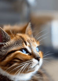 Nyanko Great Runaway #Bywal020.