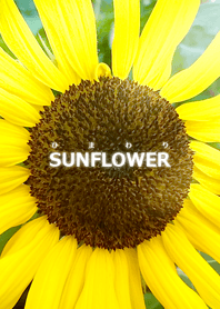 SUNFLOWER-ひまわり