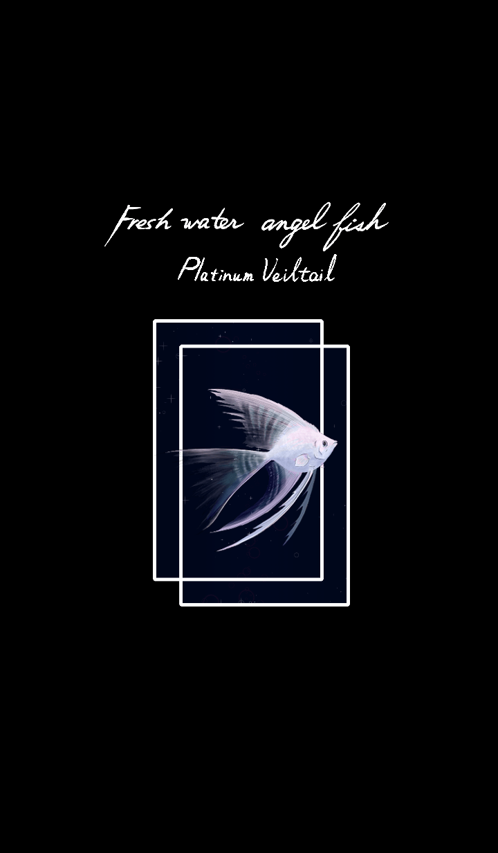 Platinum white Veiltail Angelfish