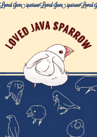  It's loved, Java sparrow