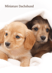 仲良しミニチュアダックス