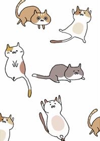 A carefree cat4