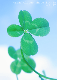 4leaf Clover Photo#14-18Not AI