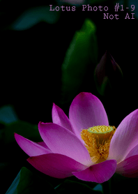 Lotus Photo #1-9Not AI