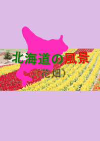 北海道の花畑＠夏