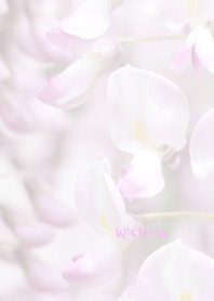 Wisteria flower Theme 2