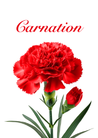 "Carnation vol.6" theme