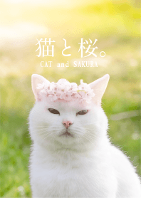 Cat and Sakura. 4