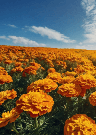 Fashionable marigold field