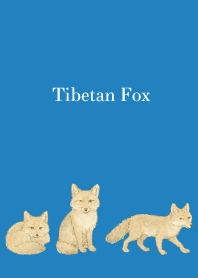 Tibetan Fox on blue