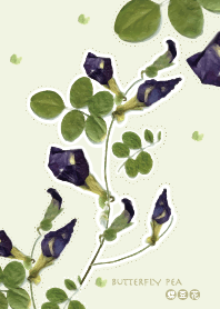 乾燥花之蝶豆花