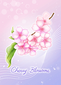 Beautiful Cherry Blossoms 1 / purple