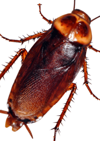 Jessie-01-Big Cockroach