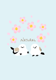 Long-tailed tit arch cherry blossoms J