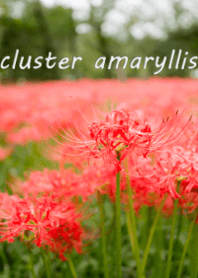 彼岸花-cluster amaryllis-
