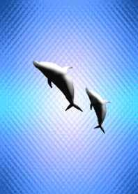 ●イルカーdolphins