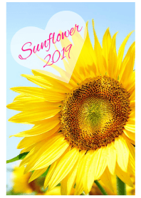 /Sunflower/11
