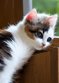 Cats run wild #CQIF57.