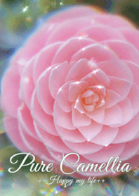 乙女椿～Pure Camellia