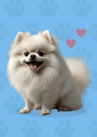 Cute Pomeranian Theme Blue 05